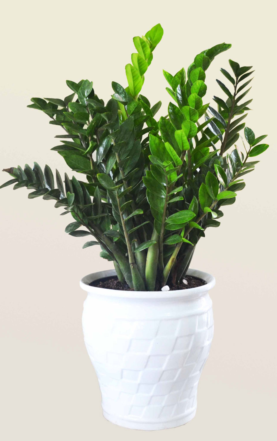 5 loại cây phong thủy trong nhà giúp gia chủ may mắn-3