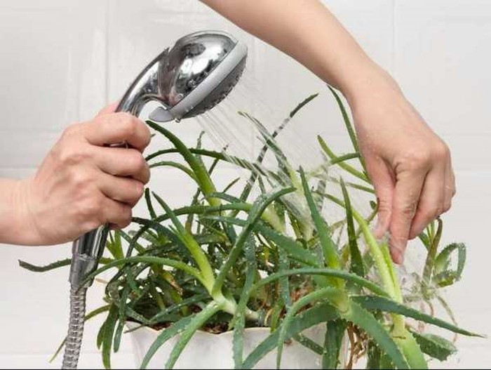 Đã mắt với những loại cây siêu xinh, rinh về ngay phòng tắm