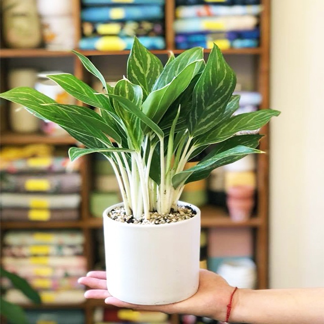 Người mệnh kim đừng quên trồng 1 trong 4 cây cảnh này trong nhà