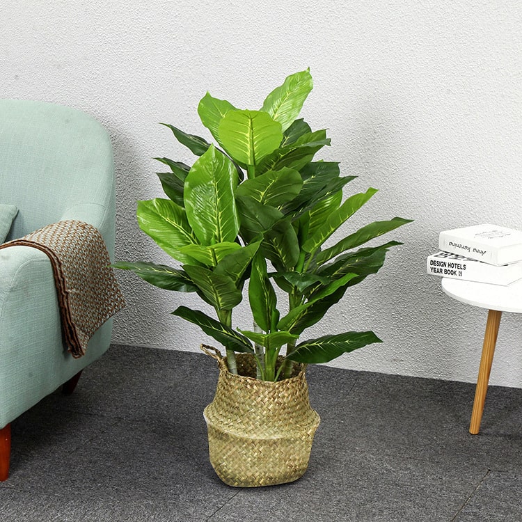 Người mệnh kim đừng quên trồng 1 trong 4 cây cảnh này trong nhà-2
