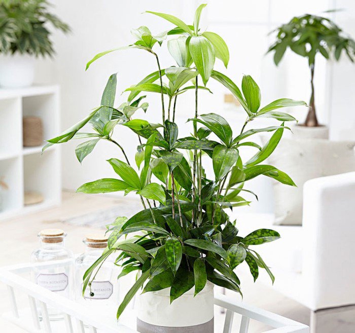 Mệnh mộc rước lộc vào nhà chỉ với 7 loại cây cảnh vô cùng dễ tìm-8