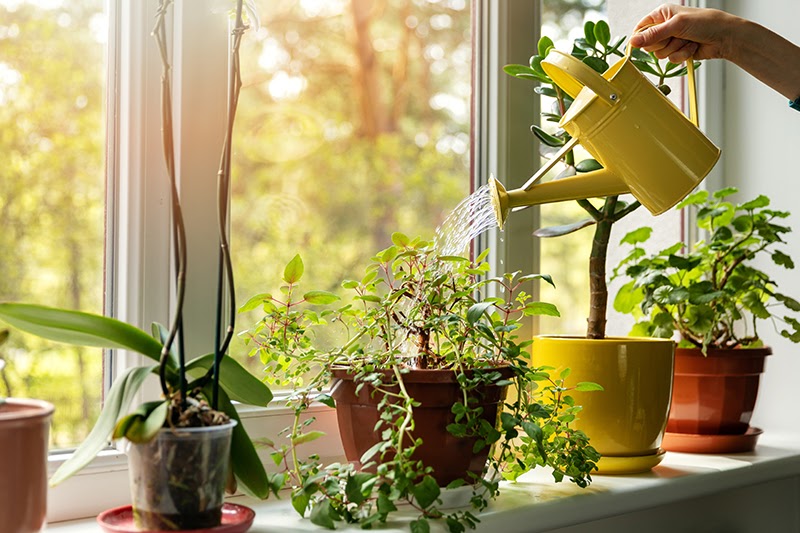 Sau khi trồng chú ý tưới nước cho cây