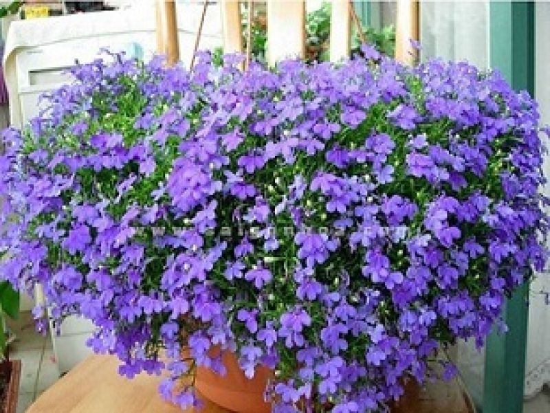 7 loại cây dễ cây dễ trồng ở ban công-5