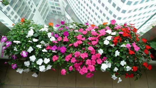 7 loại cây dễ cây dễ trồng ở ban công-7