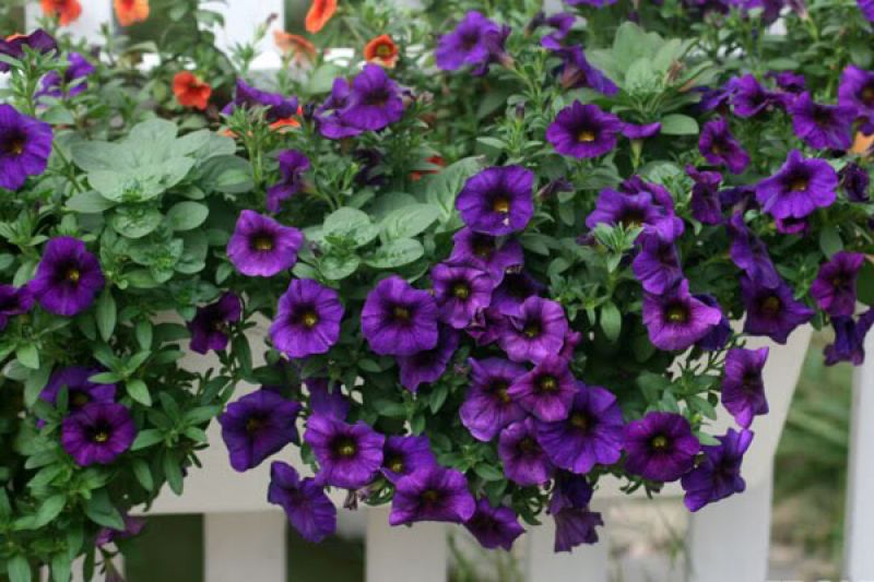 7 loại cây dễ cây dễ trồng ở ban công-4