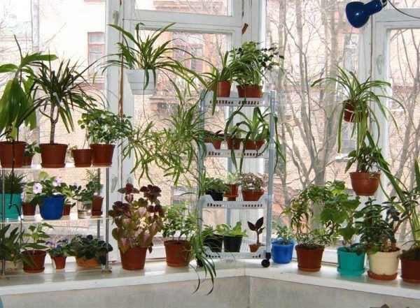 Trang trí bệ cửa sổ đẹp với cây và hoa-2