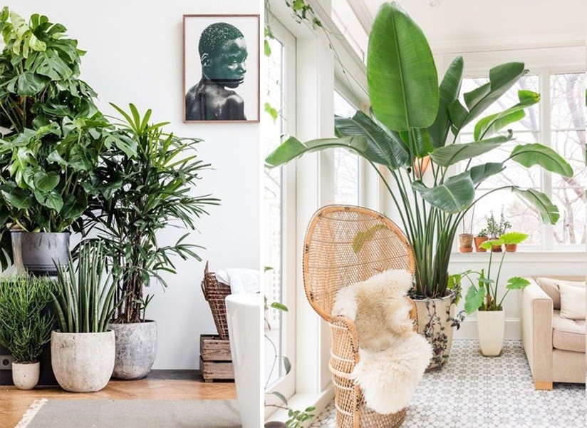 Ba cách Decor chậu cây trong biệt thự-2