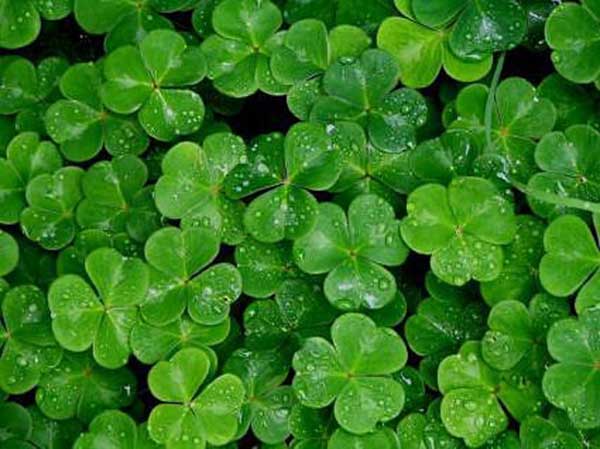 Cách trồng và chăm sóc cỏ may mắn-4