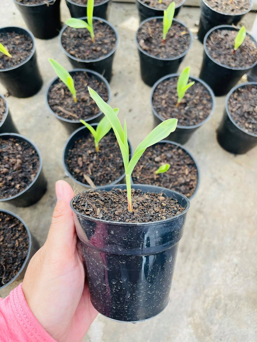 Kinh nghiệm 10 năm trồng rau trên sân thượng-2