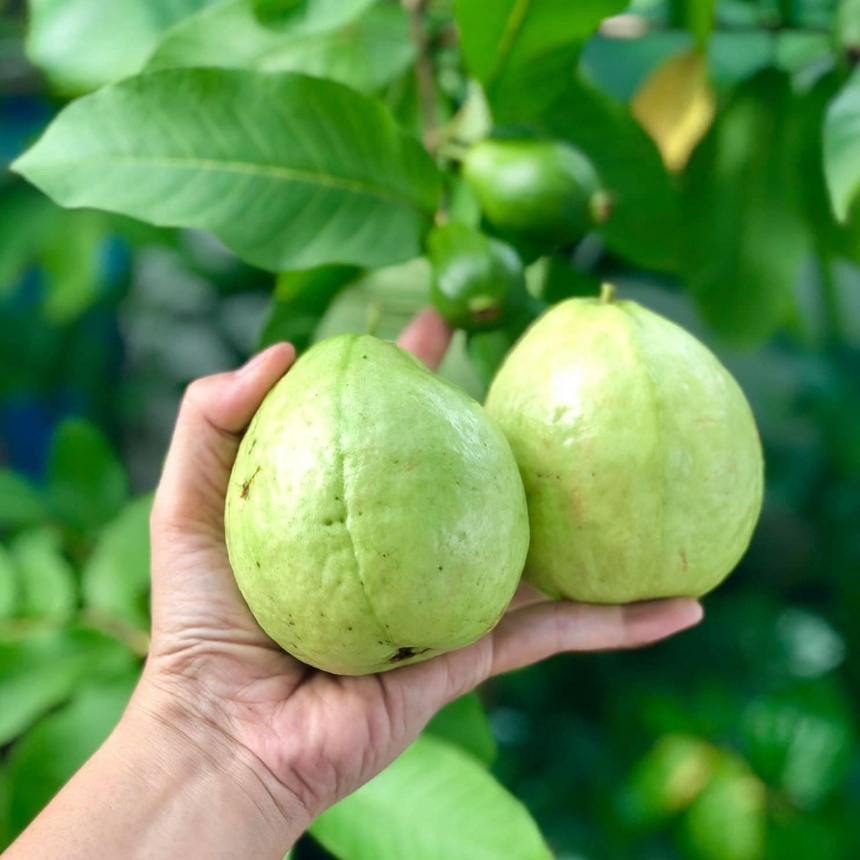 Kinh nghiệm 10 năm trồng rau trên sân thượng-4