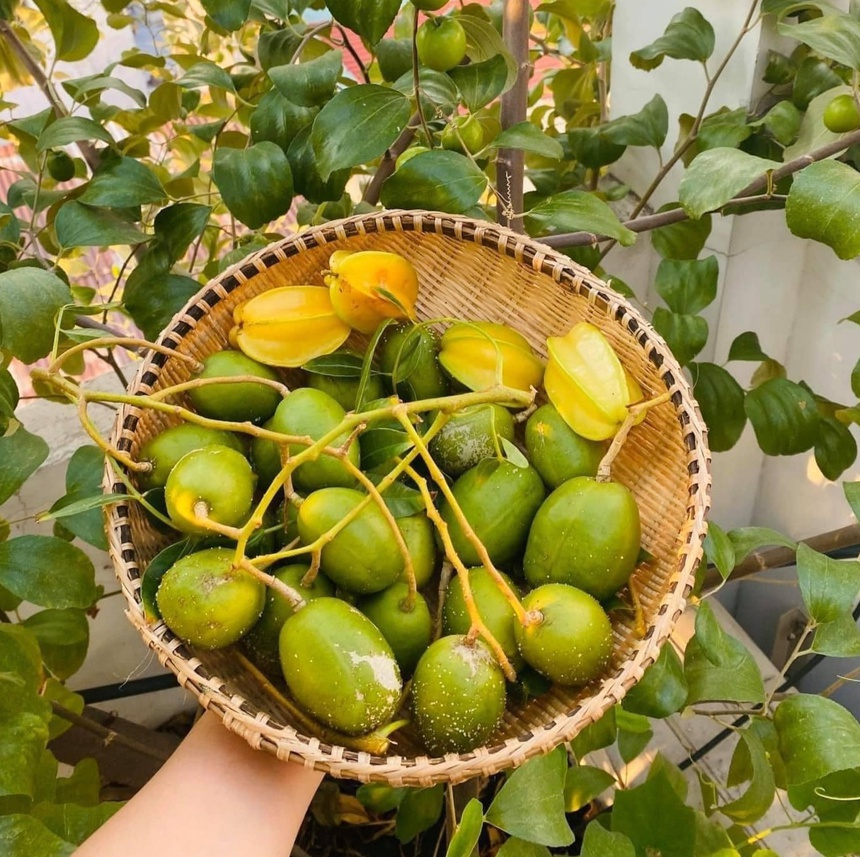 Kinh nghiệm 10 năm trồng rau trên sân thượng-6