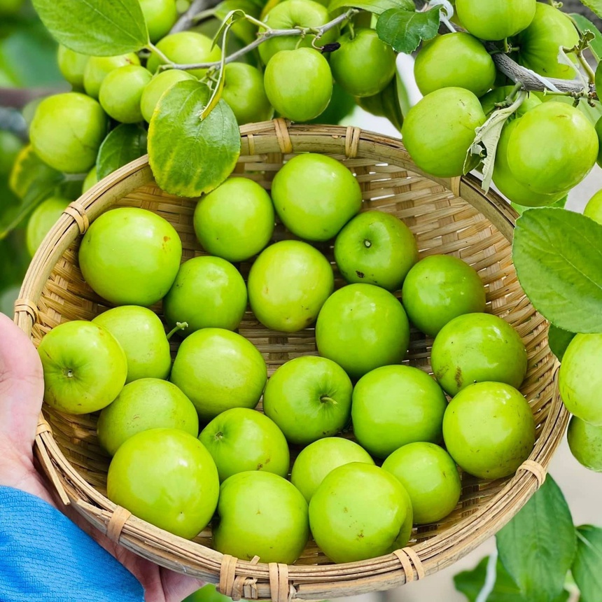 Kinh nghiệm 10 năm trồng rau trên sân thượng-5