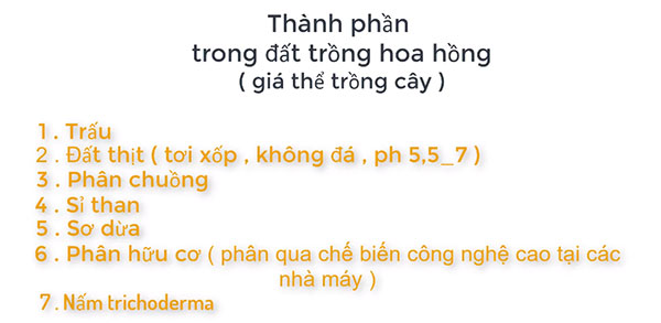 Kinh nghiệm trồng hoa hồng làm hàng rào đẹp như mơ-5