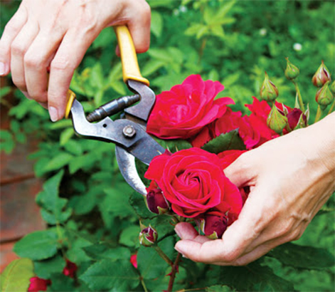 Kinh nghiệm trồng hoa hồng làm hàng rào đẹp như mơ-11