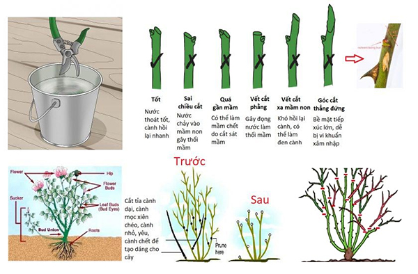 Kinh nghiệm trồng hoa hồng làm hàng rào đẹp như mơ-10