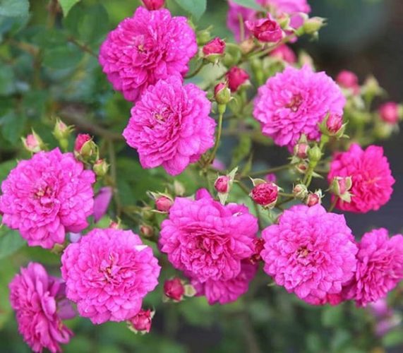 Kinh nghiệm trồng hoa hồng làm hàng rào đẹp như mơ-2
