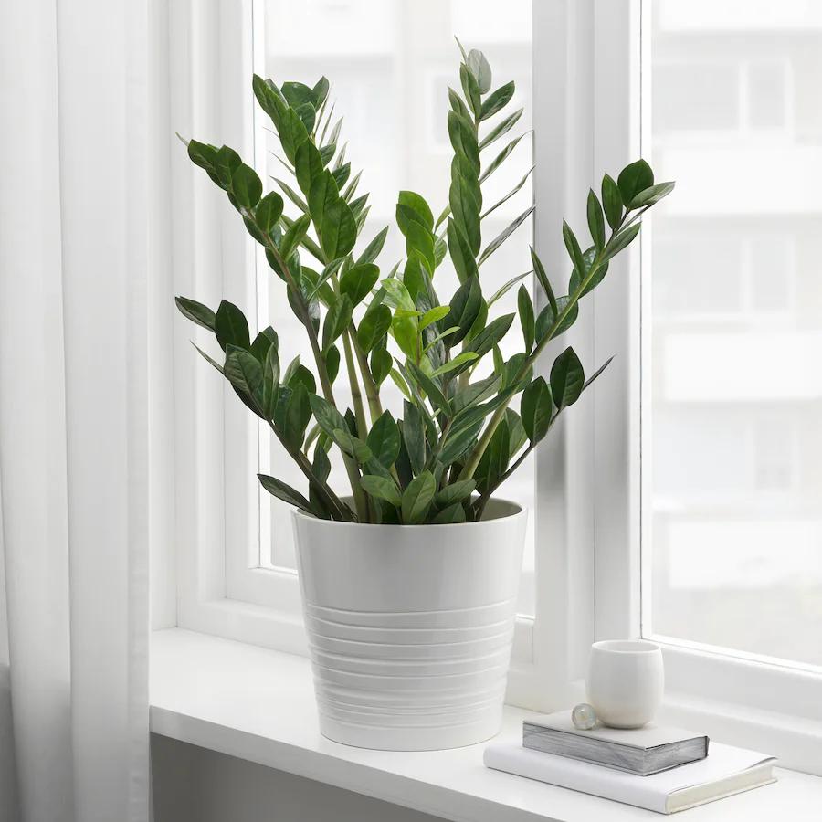 5 loại cây cảnh vừa xanh tốt vừa thích hợp để trang trí không gian sống mùa Thu - Ảnh 3 5 loại cây cảnh vừa xanh tốt vừa thích hợp để trang trí không gian sống mùa Thu - Ảnh 3