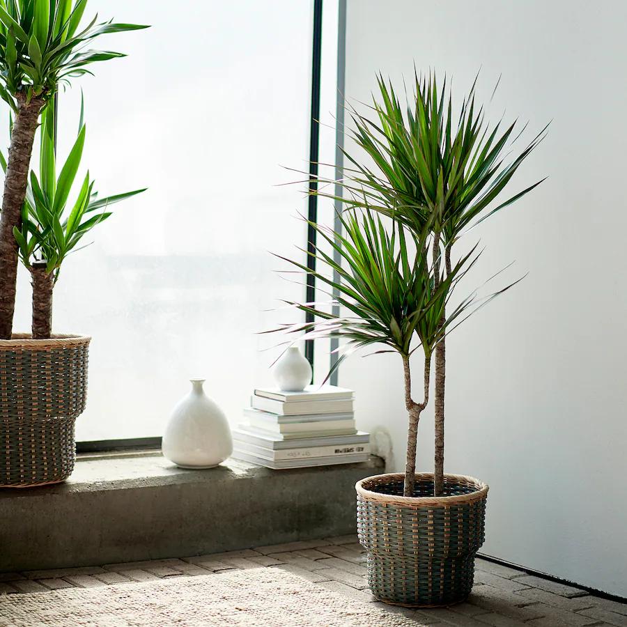 5 loại cây cảnh vừa xanh tốt vừa thích hợp để trang trí không gian sống mùa Thu - Ảnh 5 5 loại cây cảnh vừa xanh tốt vừa thích hợp để trang trí không gian sống mùa Thu - Ảnh 5