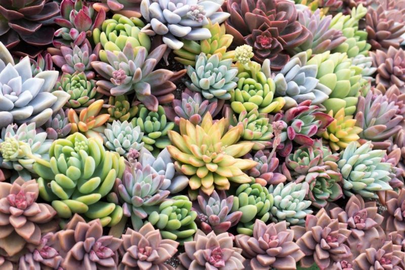 Sau khi tưới nên để cây ở chỗ thoáng mát