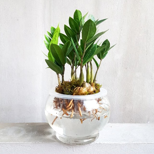 Gợi ý một số trồng cây thủy sinh để bàn-4