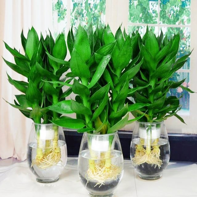 Gợi ý một số trồng cây thủy sinh để bàn-3