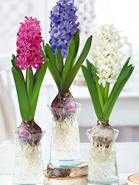 Gợi ý một số trồng cây thủy sinh để bàn-2