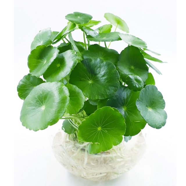 Gợi ý một số trồng cây thủy sinh để bàn-6