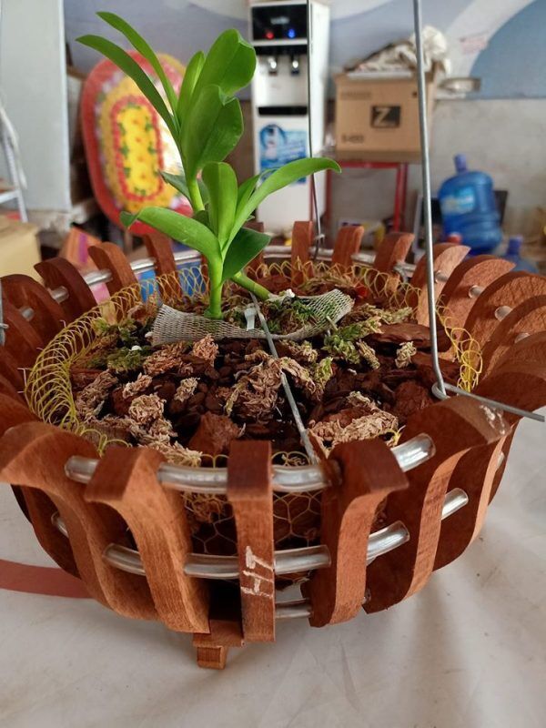 Lan hồ điệp được trông bằng vỏ thông.