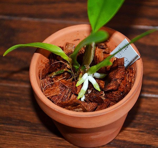 Trồng lan hồ điệp bằng xo dừa băm nhỏ.