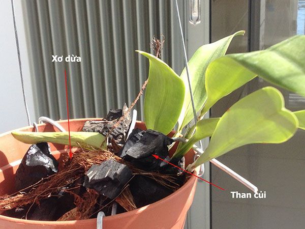 Kết hợp than củi và xơ dừa làm giá thể trồng lan hồ điệp.