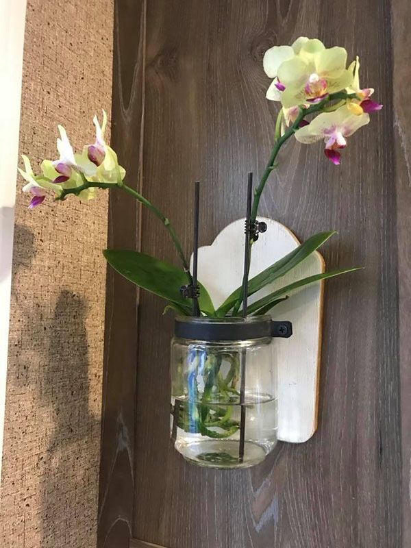 Cũng có trồng và chăm sóc lan hồ điệp bằng phương pháp bán thuỷ canh.