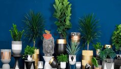 Cách chọn chậu xi măng cho cây cảnh