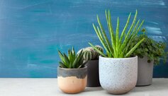 Chậu đá mài - dòng sản phẩm được ưa chuộng hiện nay