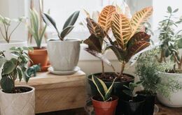 7 loại cây cảnh cực dễ chăm dành cho người mới trồng