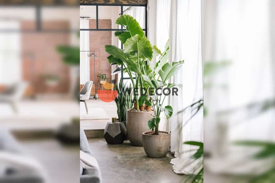 Cách chọn chậu xi măng 
