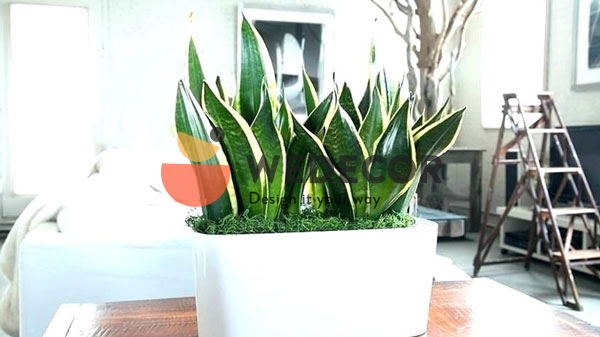 Trang trí cây hợp phong thủy