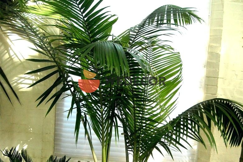cây cau kiểng 