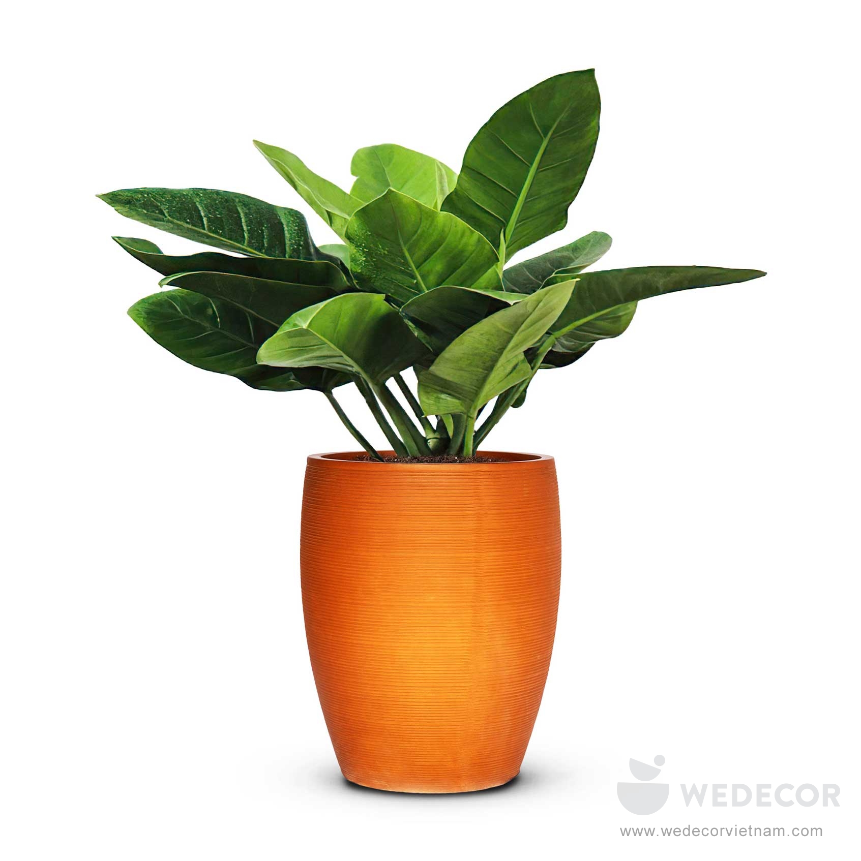Chậu fiberglass