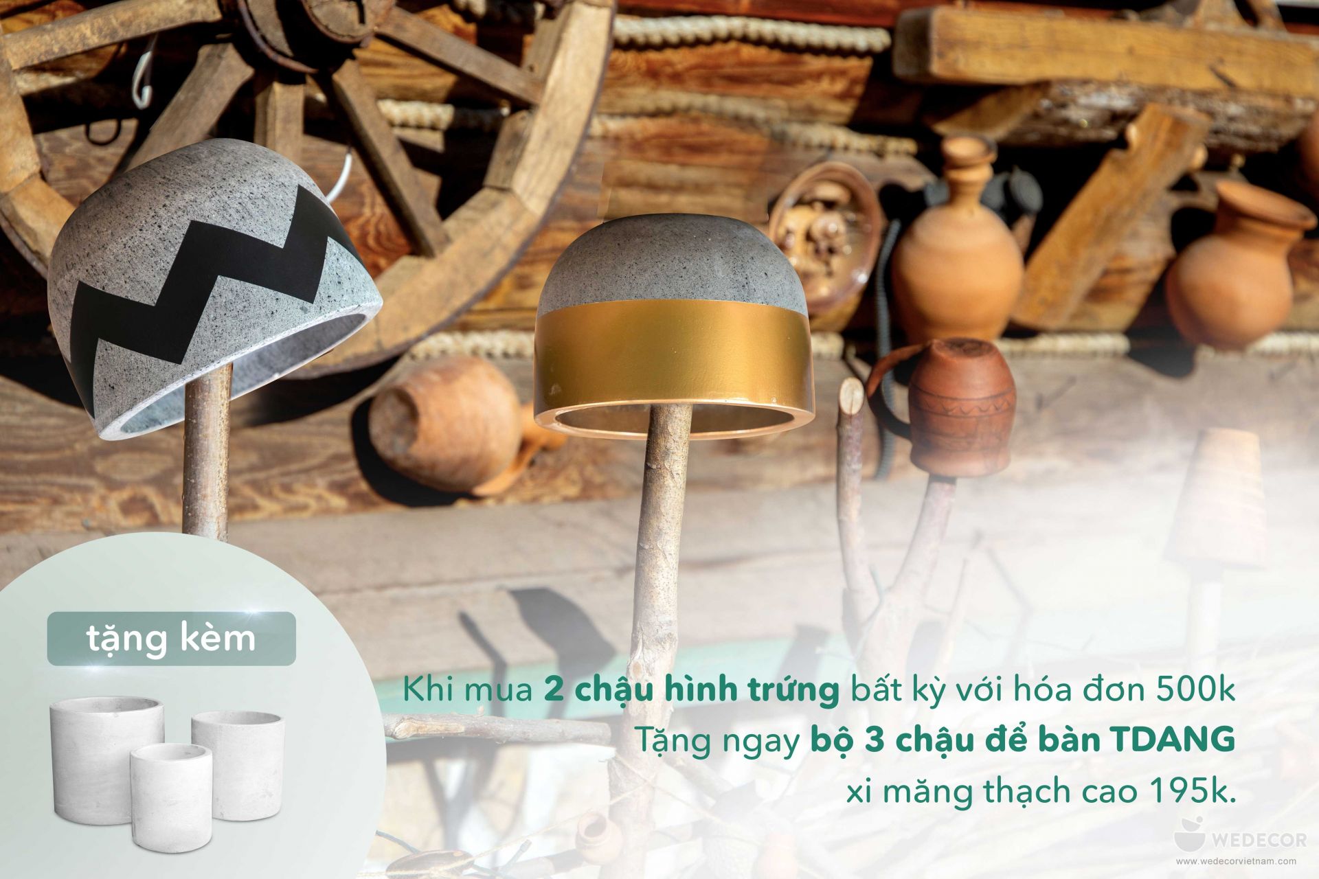 tặng 3 chậu TDANG