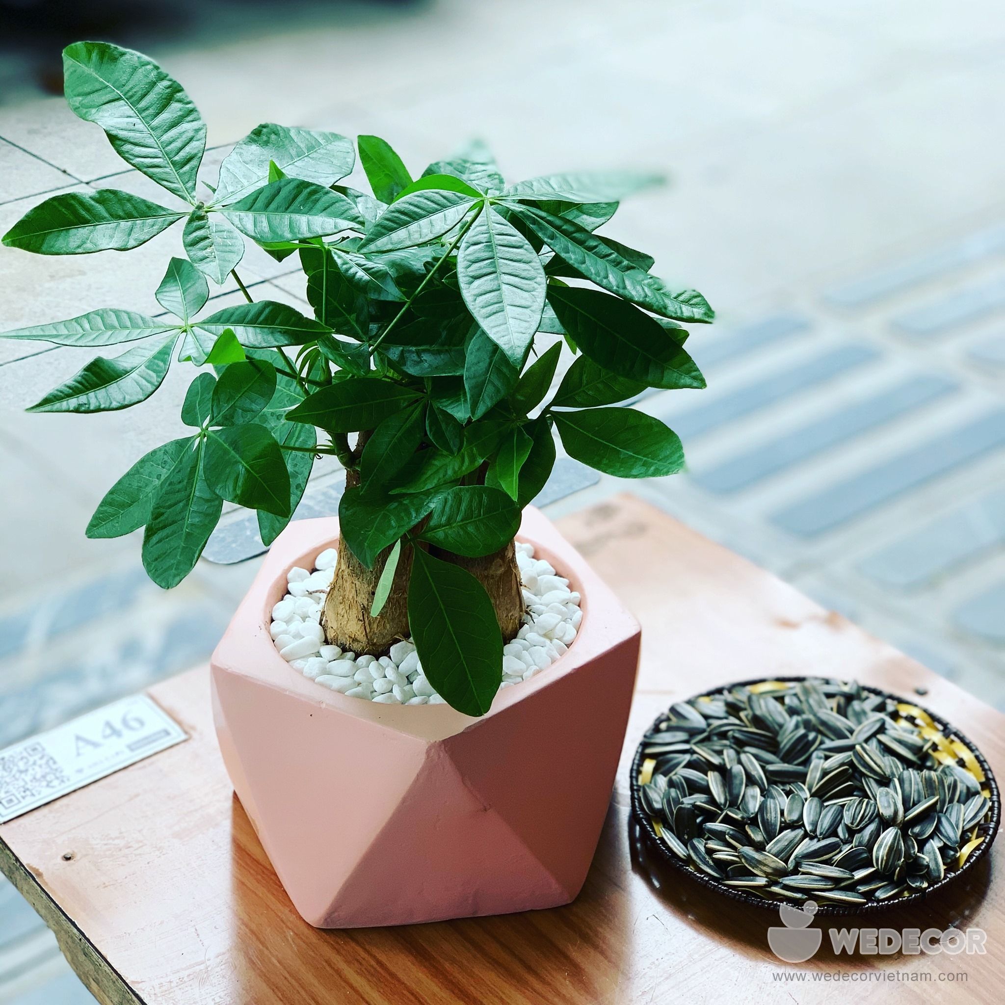 Chậu để bàn TDANG