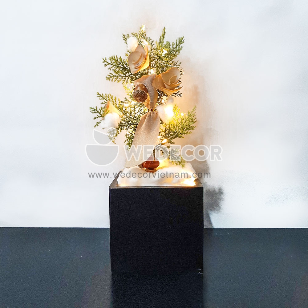 chậu thông mini để bàn