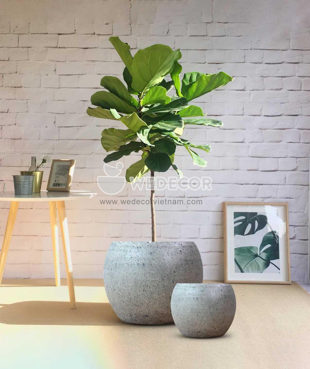 Chậu gáo