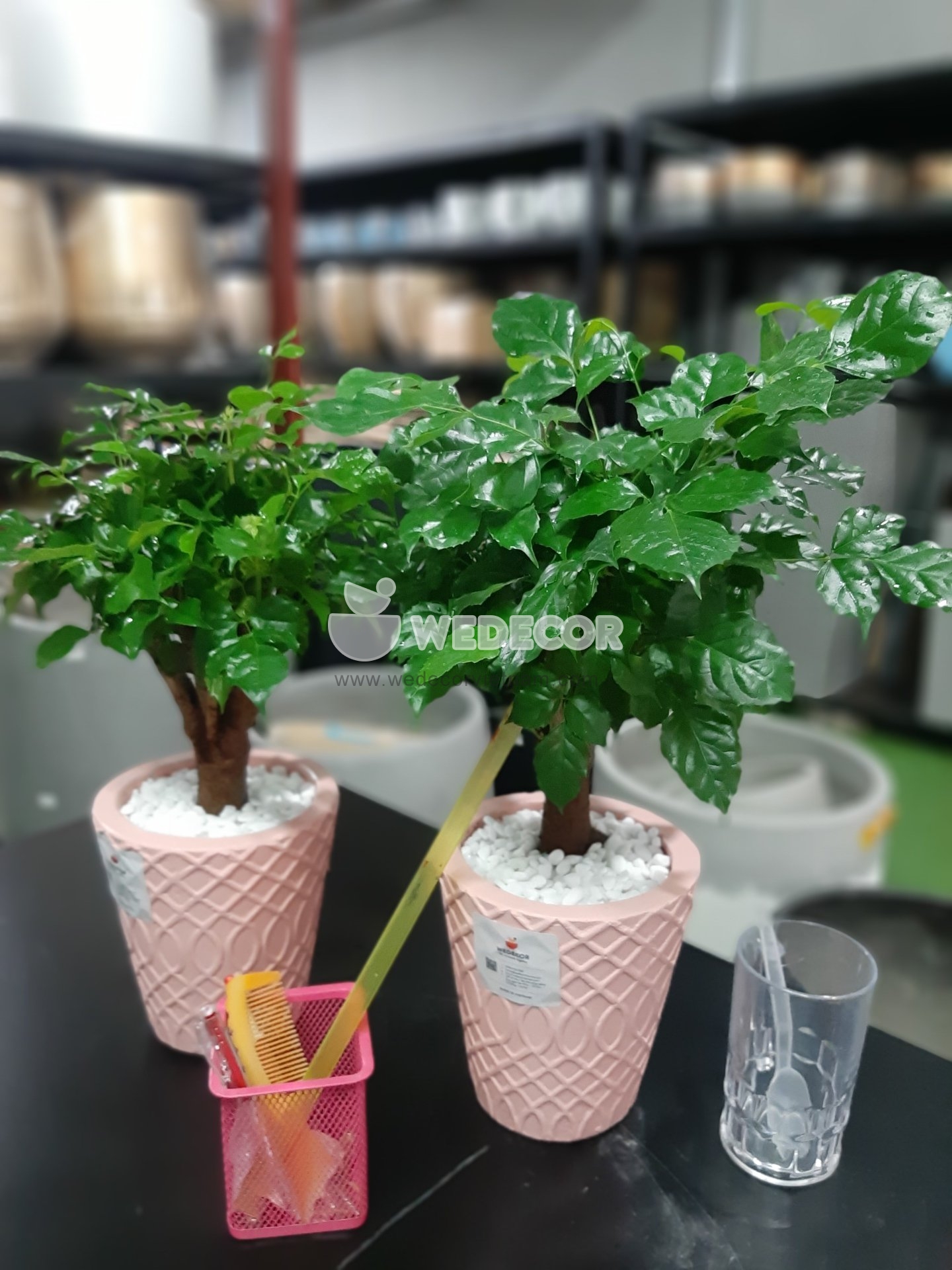 Chậu cây hạnh phúc