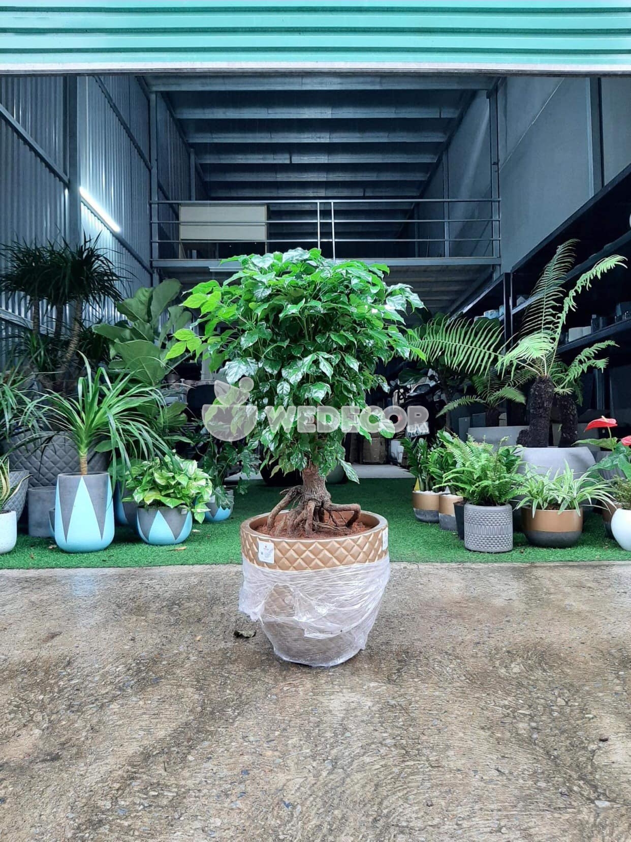 Chậu cây hạnh phúc