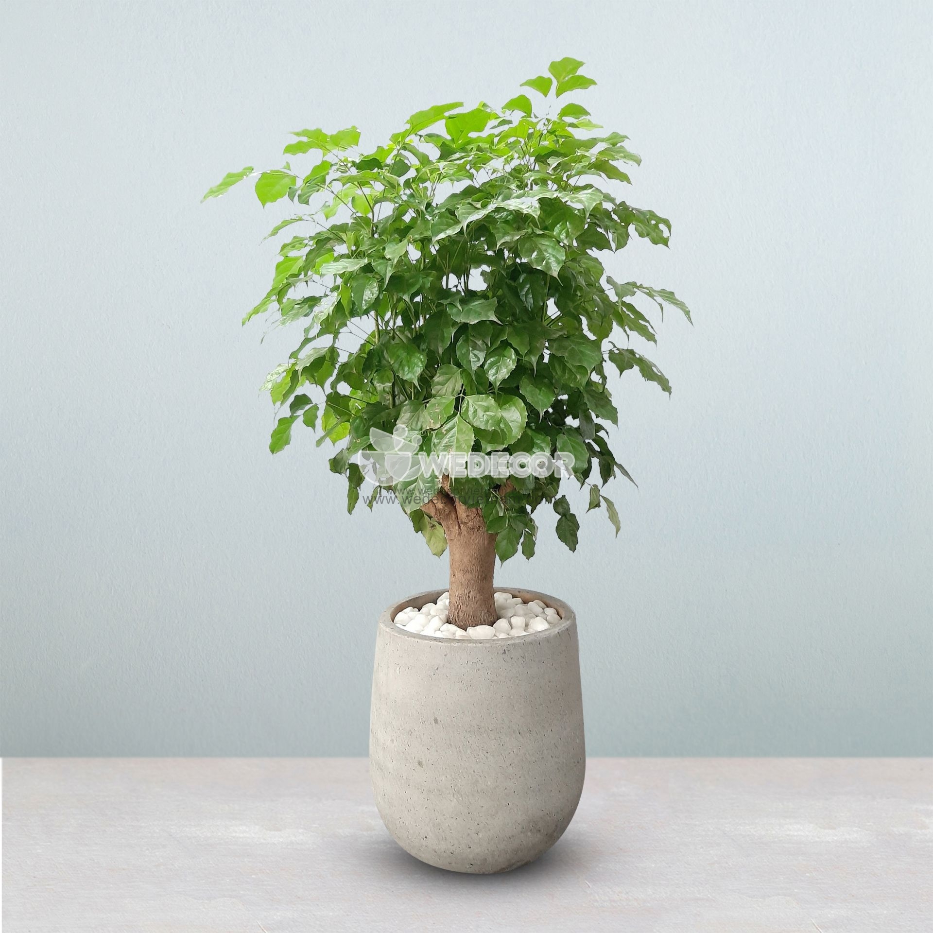 Chậu cây hạnh phúc