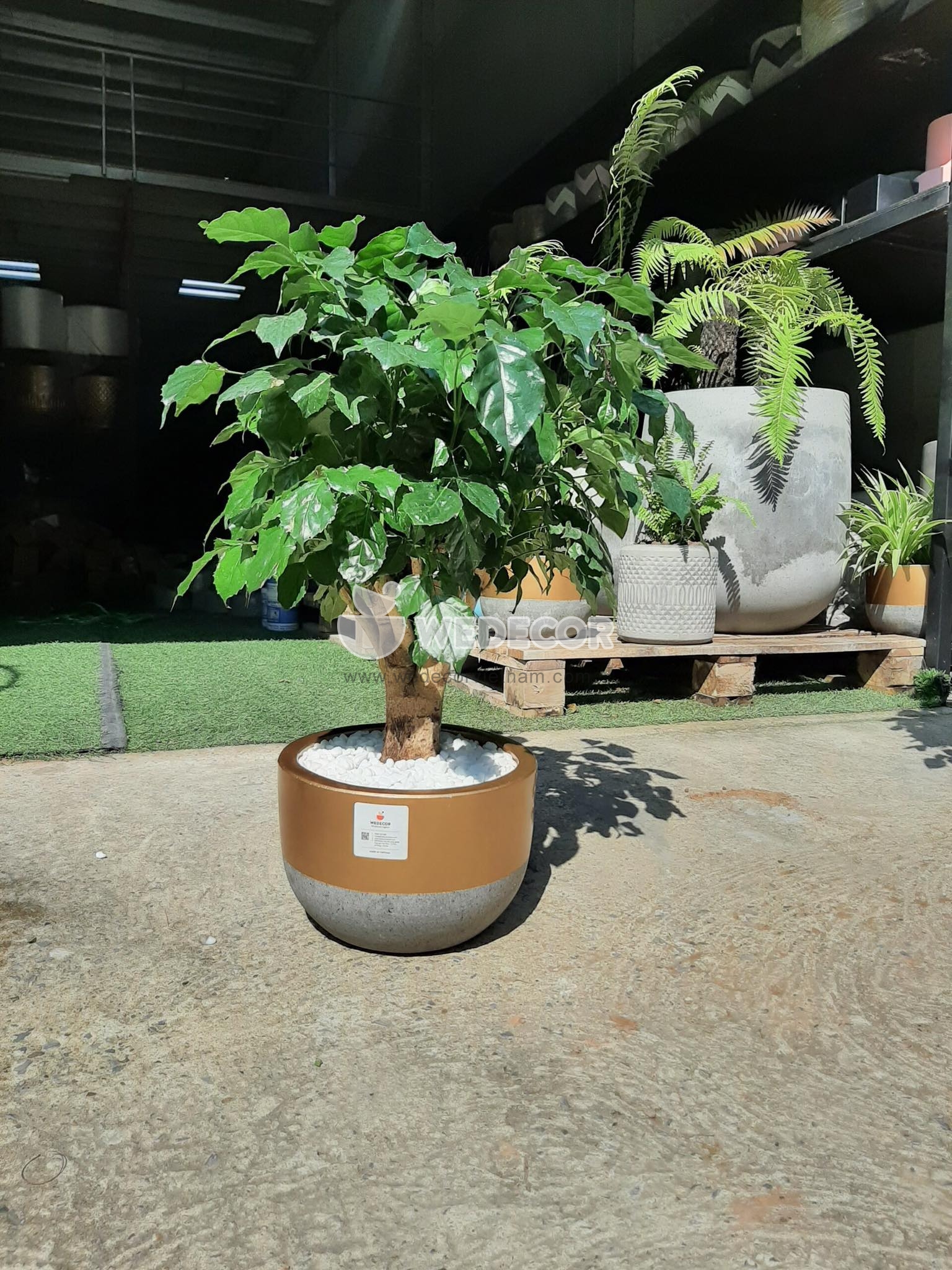 chậu cây hạnh phúc
