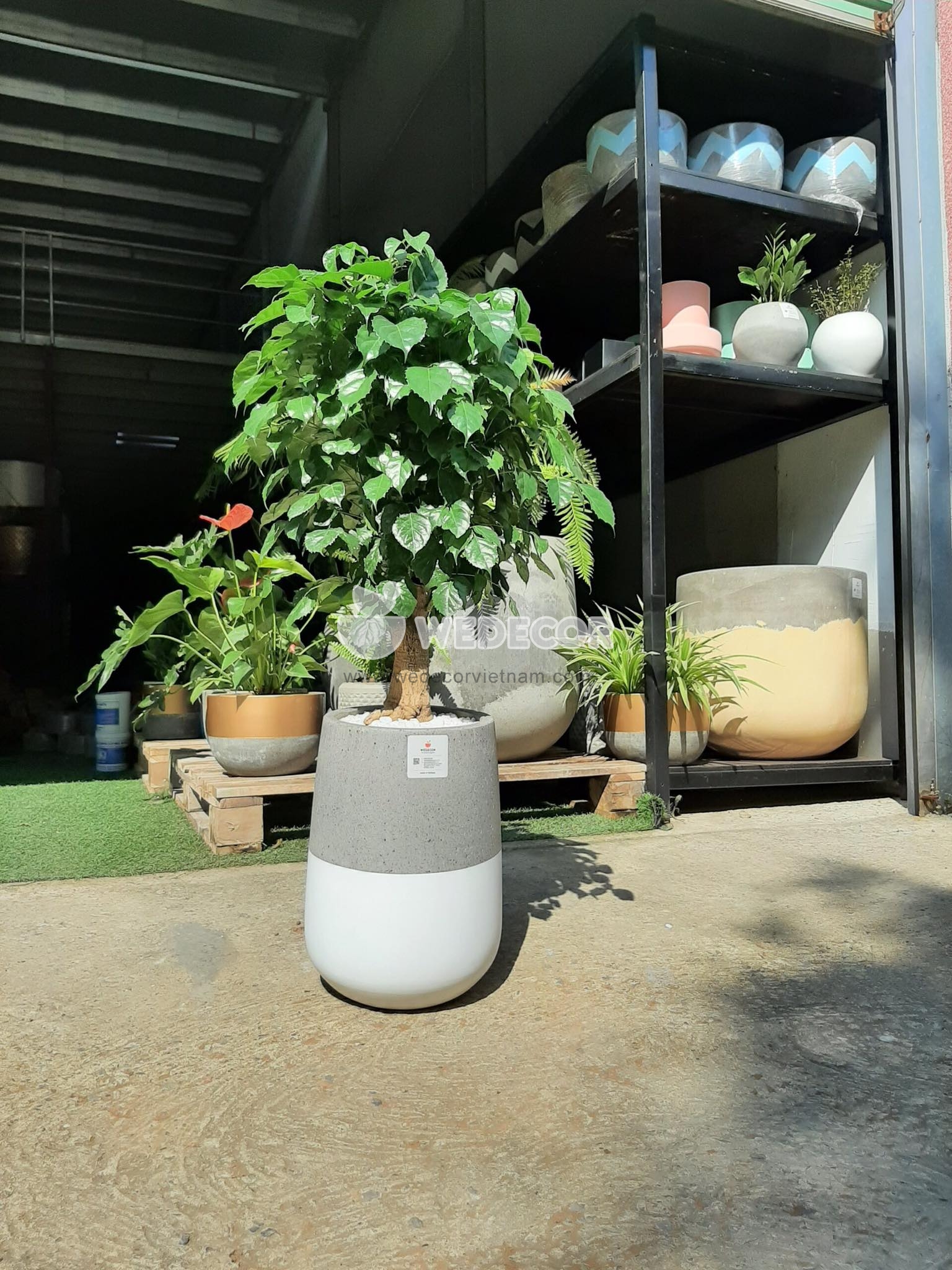 Chậu cây hạnh phúc