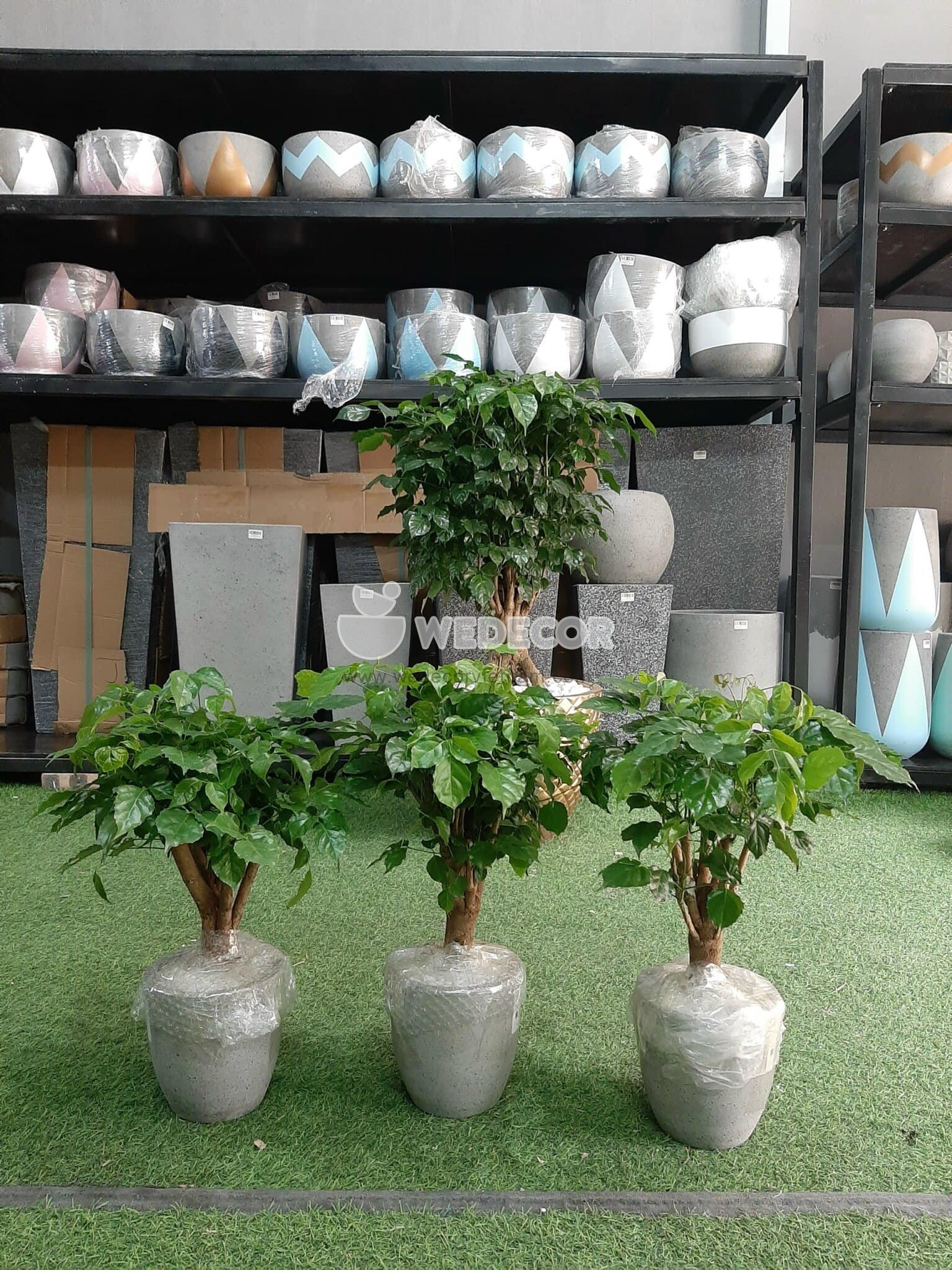 Chậu cây hạnh phúc