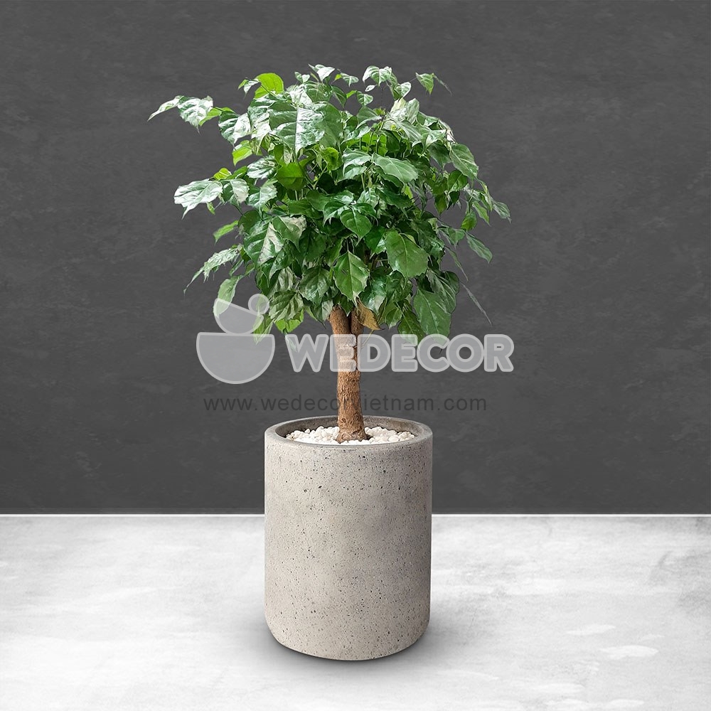 chậu cây hạnh phúc